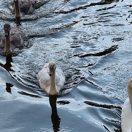 Altes Eishaus, & Restaurant Hotel Gießen