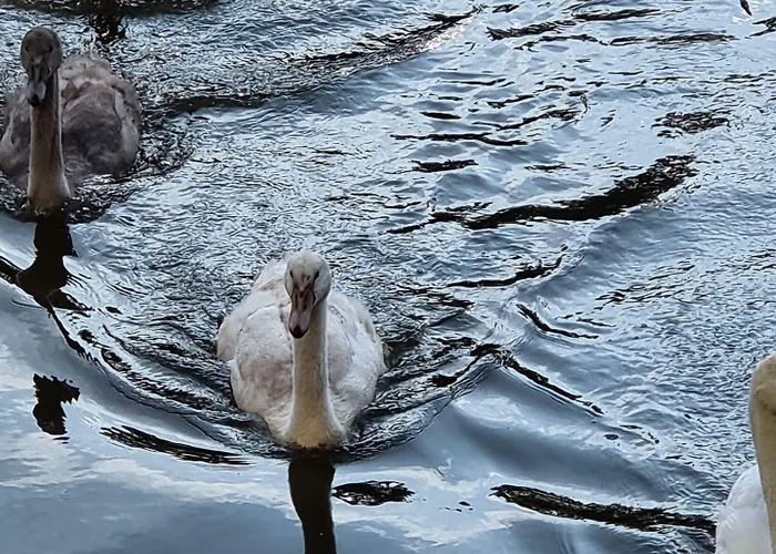 Altes Eishaus, & Restaurant Ξενοδοχείο Gießen